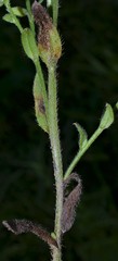 Myosotis verna