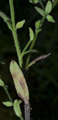 Myosotis verna