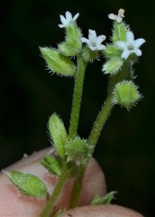 Myosotis verna