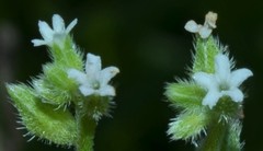 Myosotis verna