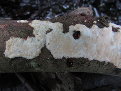 Scytinostroma artocreas