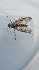 Rhagio scolopaceus