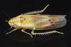 Erythridula