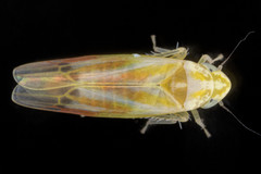 Erythridula