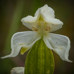 Disperis wealei