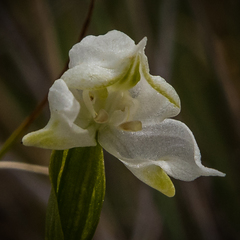 Disperis wealei