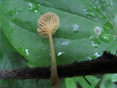 Gerronema subclavatum