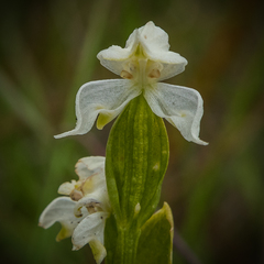 Disperis wealei