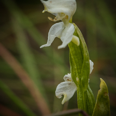 Disperis wealei