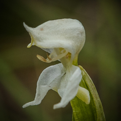 Disperis wealei