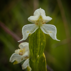 Disperis wealei