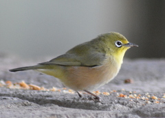 Zosterops pallidus