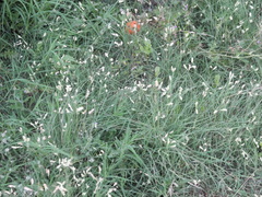 Bouteloua dactyloides