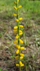Aletris aurea