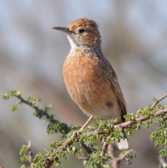 Chersomanes albofasciata