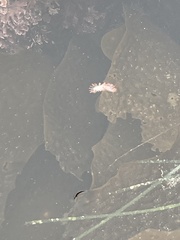 Limacia