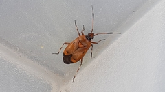 Deraeocoris trifasciatus
