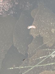 Limacia