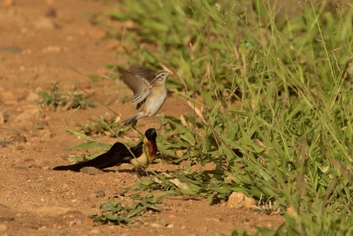 Vidua paradisaea