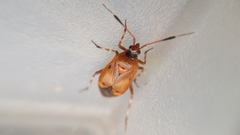 Deraeocoris trifasciatus