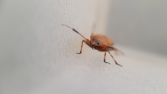 Deraeocoris trifasciatus