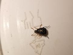 Bruchus luteicornis