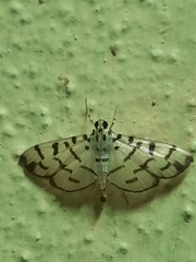 Dichocrocis sabatalis