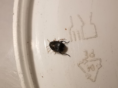 Bruchus luteicornis
