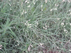 Bouteloua dactyloides