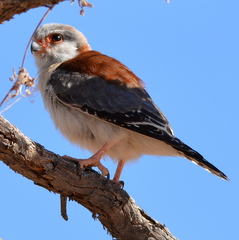 Polihierax semitorquatus