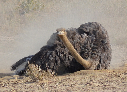 Common Ostrich