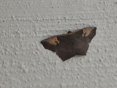 Paragonia cruraria