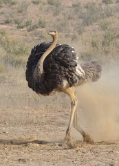 Common Ostrich photo 3