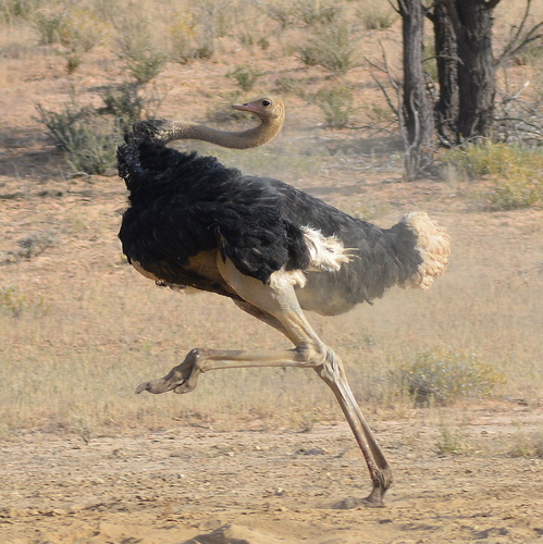 Common Ostrich