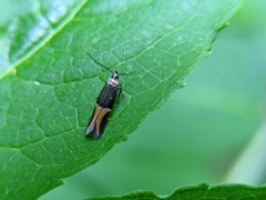 Enchrysa dissectella