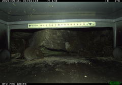 Microtus subterraneus