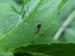 Enchrysa dissectella