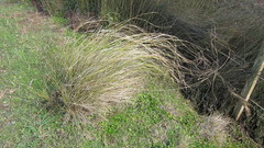 Carex flagellifera