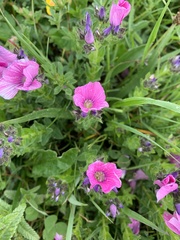 Linum hypericifolium
