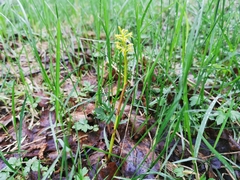 Corallorhiza trifida