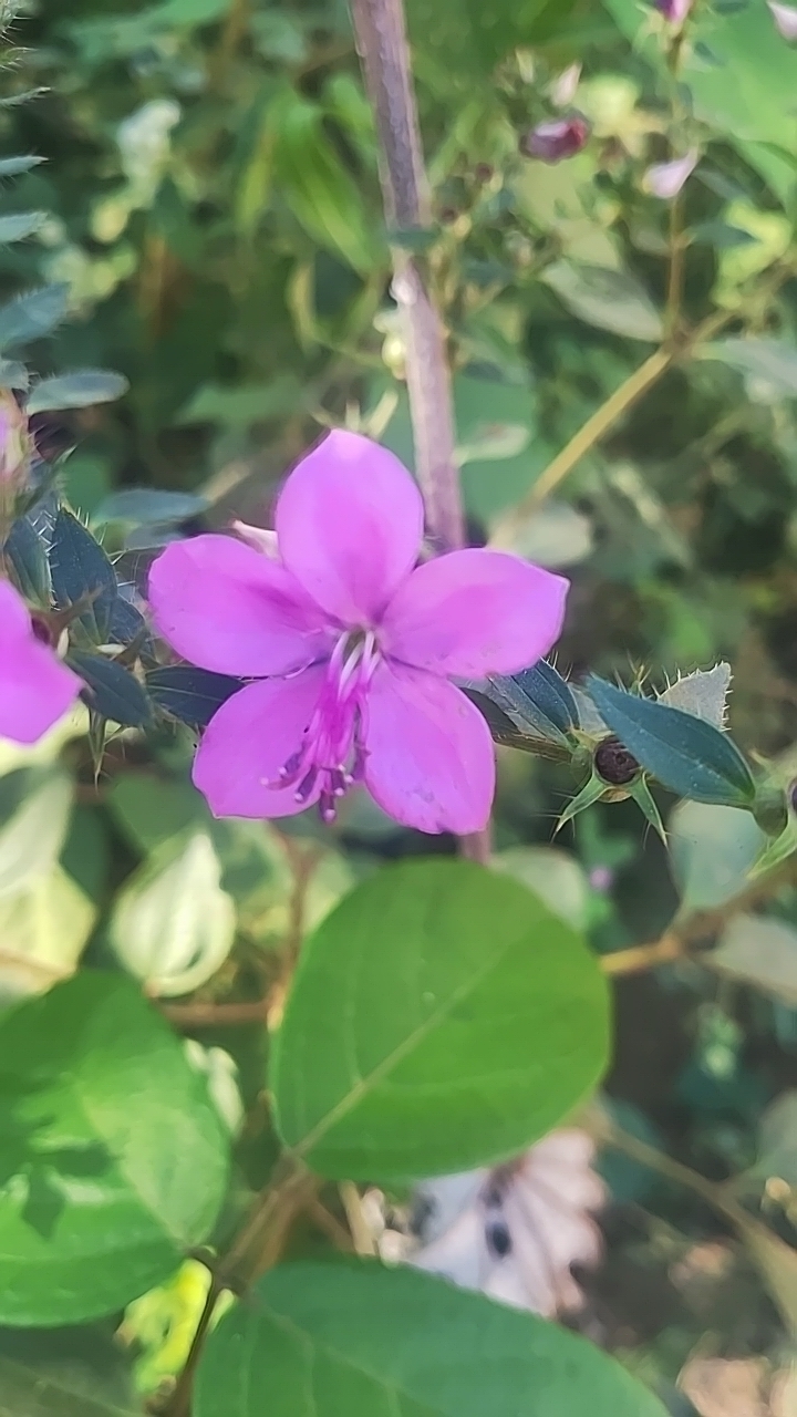 Rhynchanthera hispida