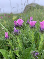 Linum hypericifolium