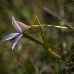 Brownleea macroceras