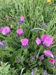 Linum hypericifolium