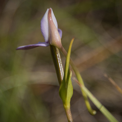 Brownleea macroceras