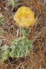 Opuntia × columbiana