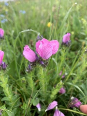 Linum hypericifolium