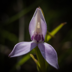 Brownleea macroceras