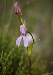 Brownleea macroceras