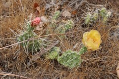 Opuntia × columbiana